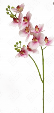 ORQUIDEA X8 BRANCO C/PINK