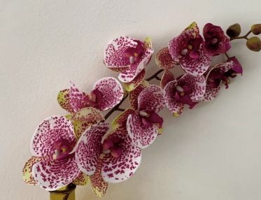 ORQUIDEA X8 LILAS MESCLADO